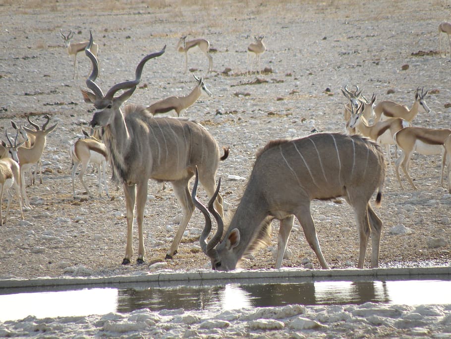 animal, wild, namibia, animal themes, animals in the wild, animal wildlife HD wallpaper