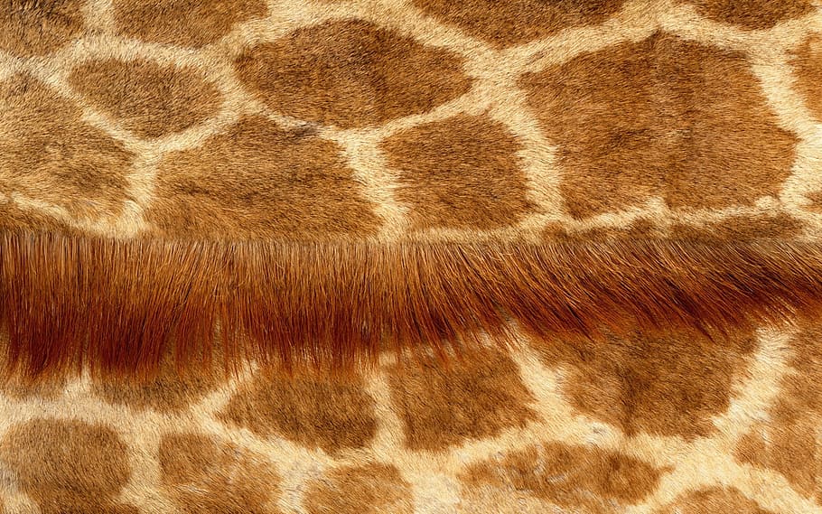 giraffe fur texture