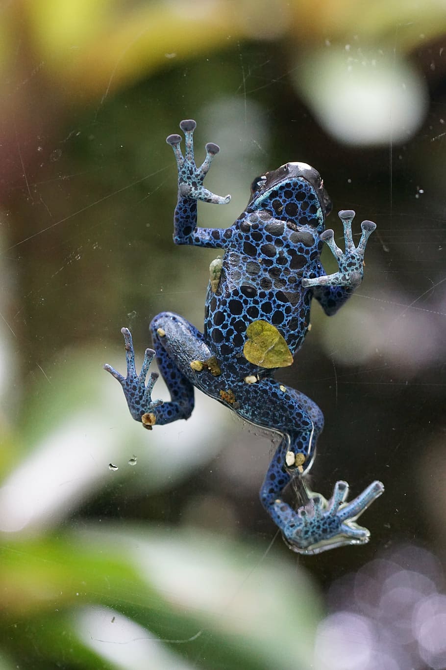 poison frog, blue, toxic, animals in the wild, animal wildlife HD wallpaper