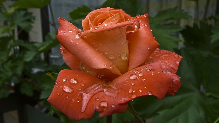 raindrop, rose, after the rain, wet, plant, close-up, water HD wallpaper