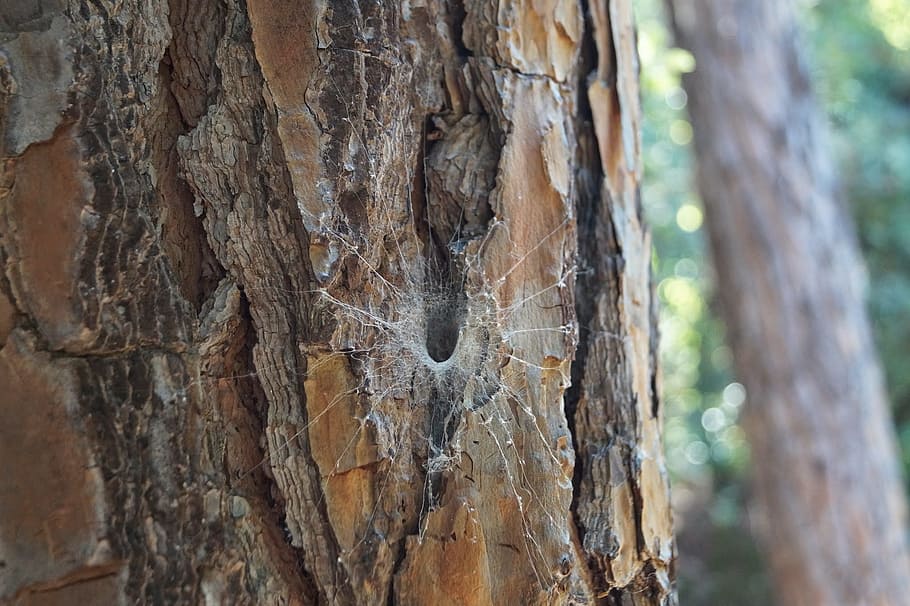 spider, tree, net, tree trunk, close-up, plant, focus on foreground HD wallpaper