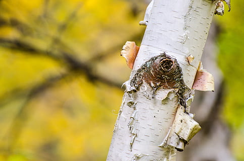 Birch Tree, Tree, Bark, Fall, peeling bark, autumn, trees, birch trees HD wallpaper