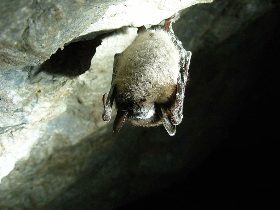 brown bat sleeping in cave, lucifugus, myotis, little, bats, animals