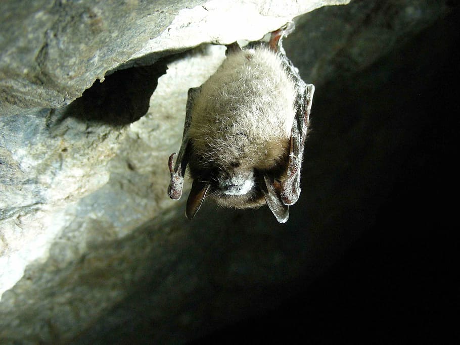 brown bat sleeping in cave, lucifugus, myotis, little, bats HD wallpaper