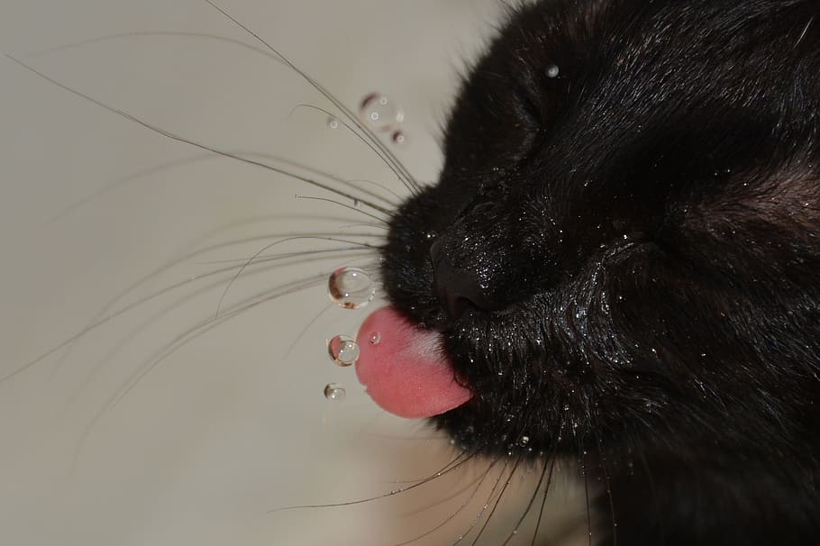 short-haired black cat, water, drinking water, uvula, muzzles HD wallpaper