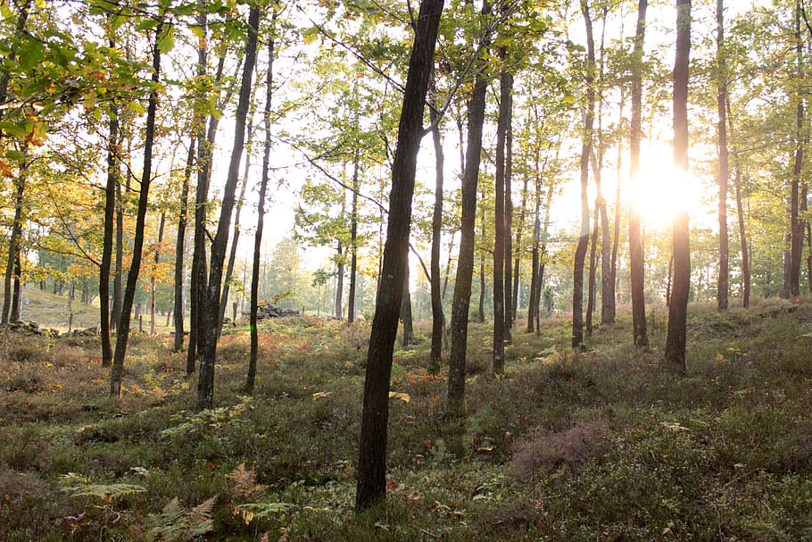 Autumn, Forest, Tree, Nature, yellow leaves, scenics, outdoors HD wallpaper