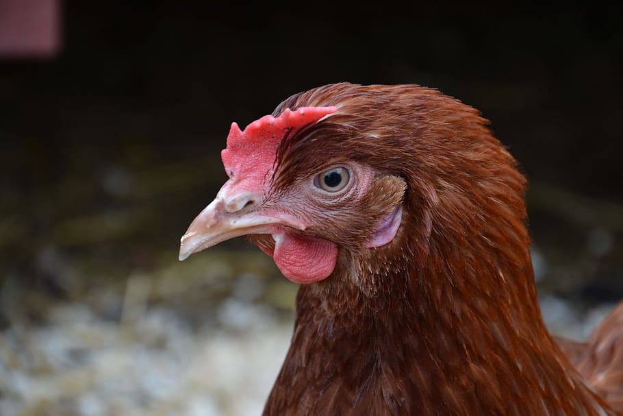 hen, brown, bird, animal themes, livestock, chicken - bird HD wallpaper