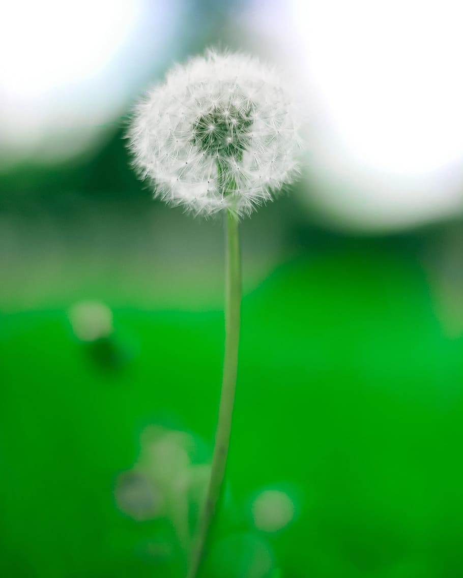 Blurry, Bokeh, Bright, Green, Green, Grass, nature, summer HD wallpaper