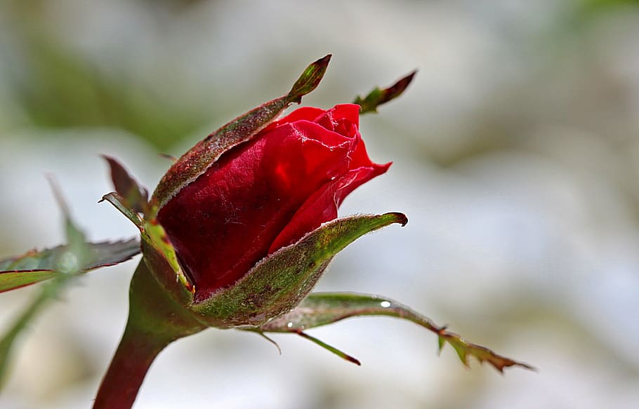 selective focus photography of red rose flower, rosebud, rose bloom HD wallpaper