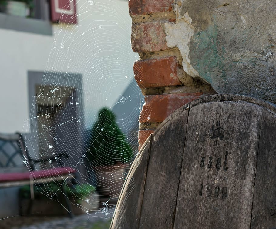 cobweb, network, spider, back light, close, lid, barrel, wine HD wallpaper