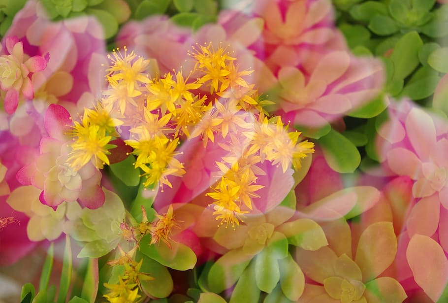 multiple exposure, flowers, warm colors, background, pattern HD wallpaper