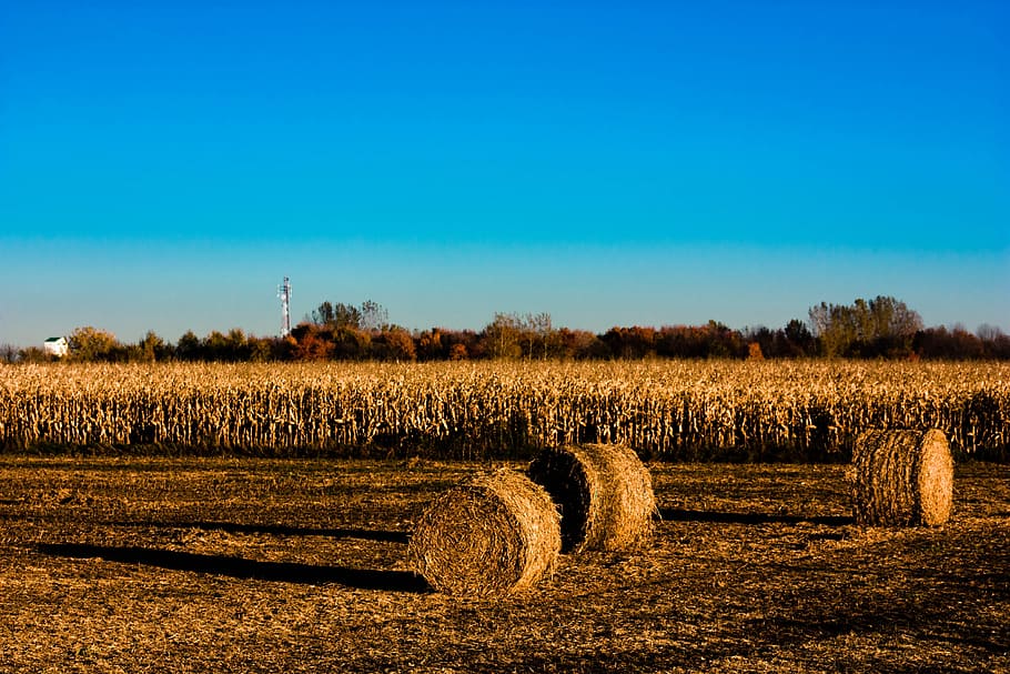 fields, fall, landscape, sky, agriculture, plant, environment HD wallpaper