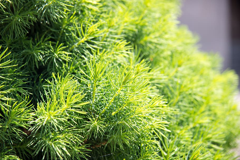 Needles, Spruce, Freshness, Macro, branch, tree, nature, conifer HD wallpaper