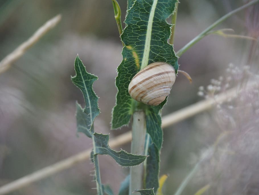 snail, plant, nature, shell, bush, animal, summer, flora, branch HD wallpaper