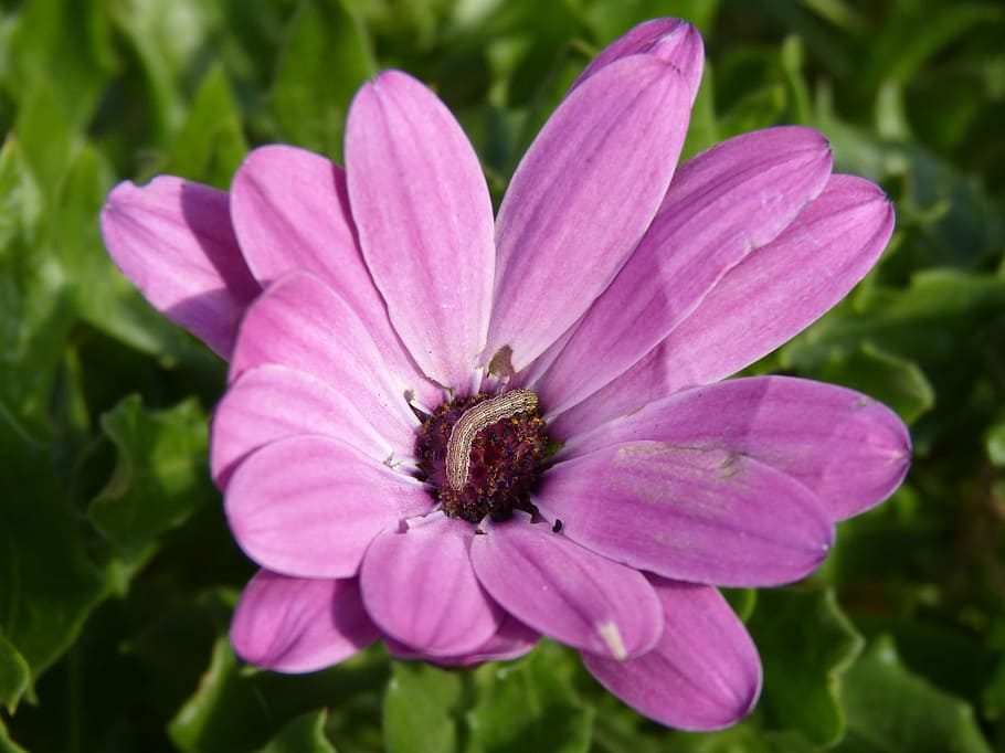 Flower, Daisy, Worm, Caterpillar, Plague, petal, one animal HD wallpaper