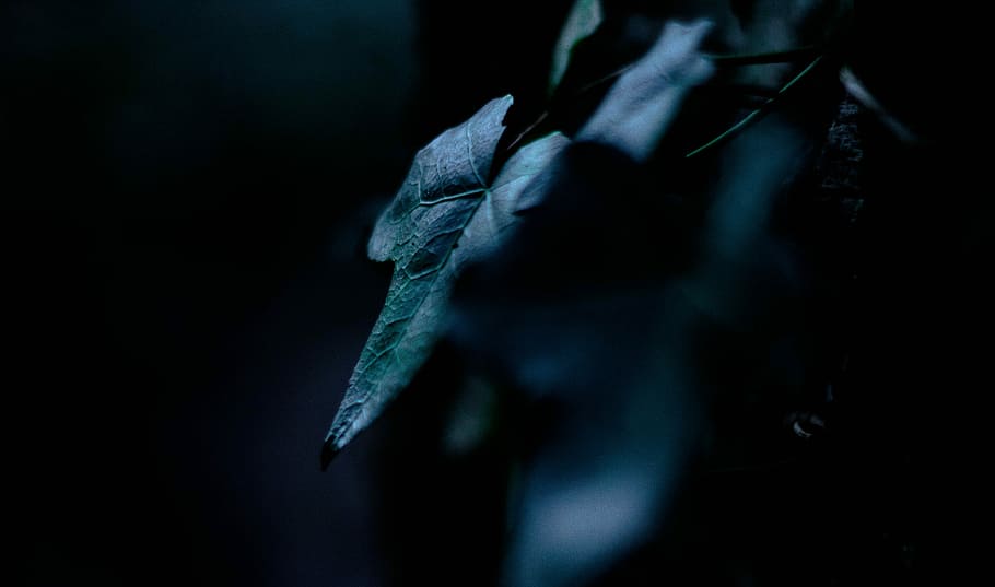 closeup photo of green leafed plant, shallow focus photography of green leaf HD wallpaper