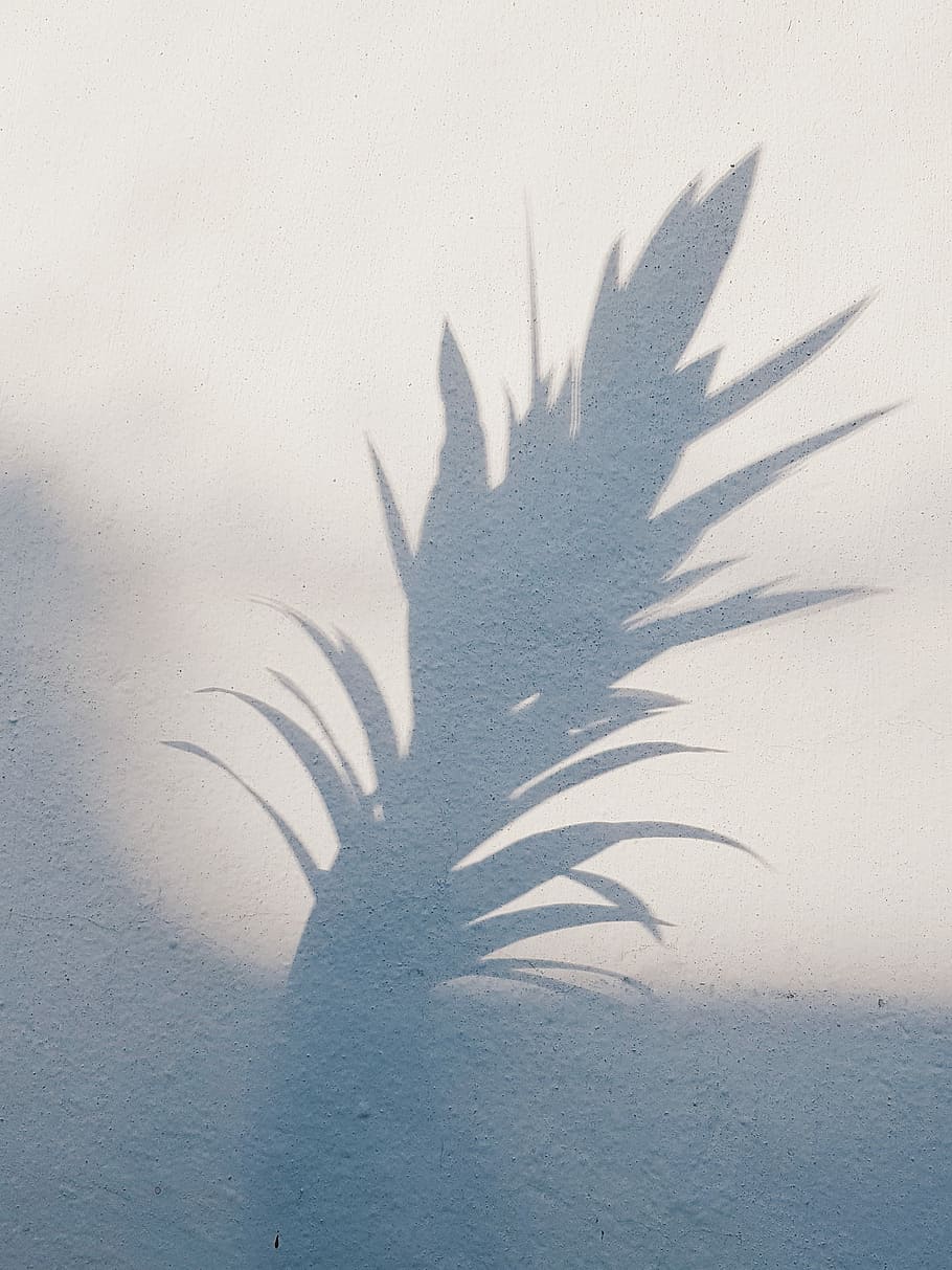 shadow of plant, linear leafed plant shadow on white wall, texture HD wallpaper