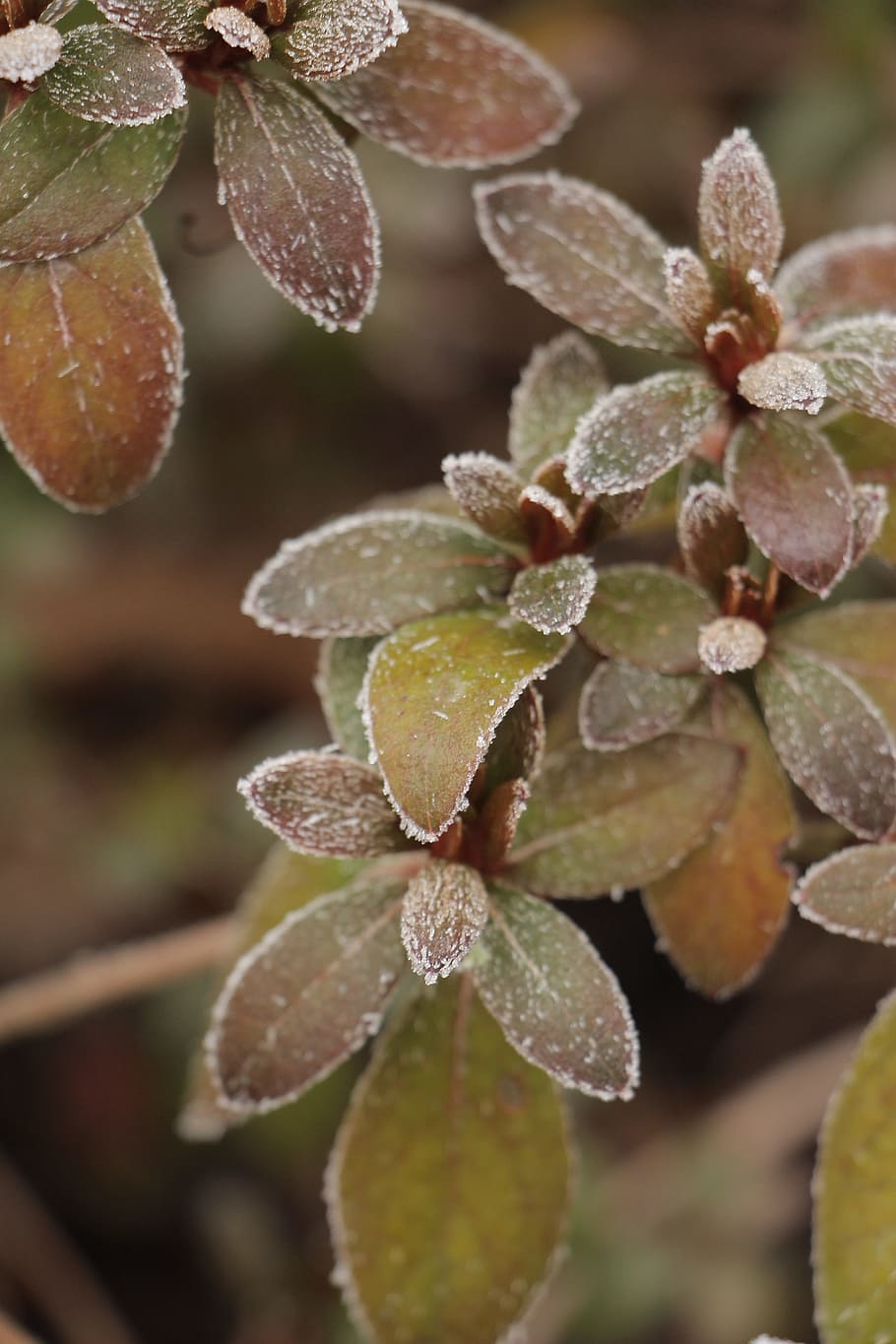 nature, plant, winter, growth, close-up, beauty in nature, focus on foreground HD wallpaper