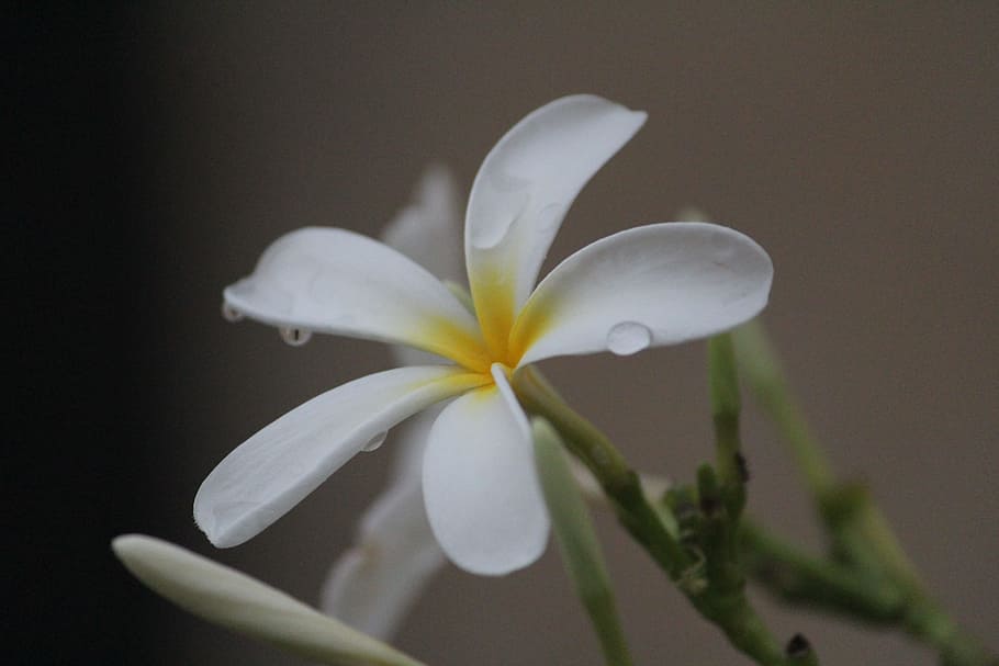 white frangipani, kathgolop, गुलचीन, plumeria obtusa, HD wallpaper