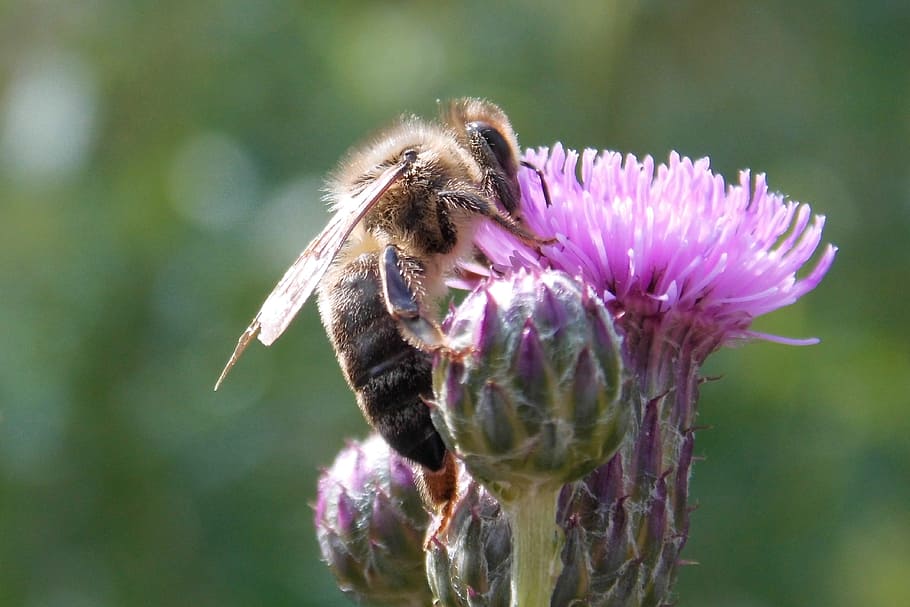 thistle flower, insect, bee, blossom, bloom, prickly, purple HD wallpaper