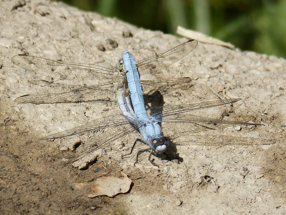 blue dragonfly, couple, mating, copulation, reproduction, wetland HD wallpaper