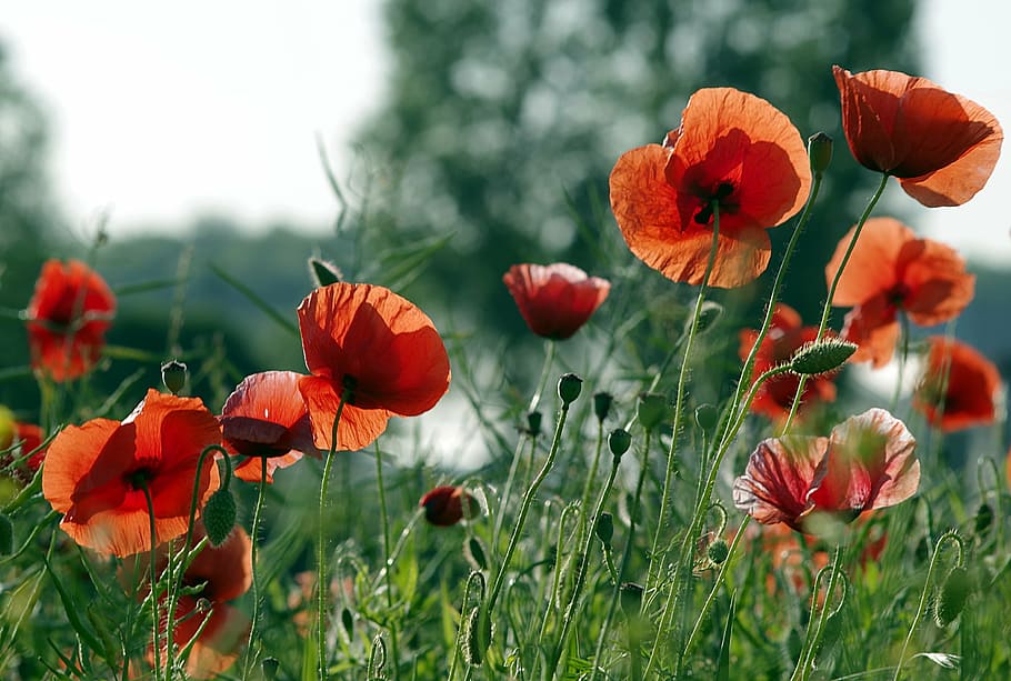 poppies, red, the beasts of the field, flowers, meadow, grass, HD wallpaper