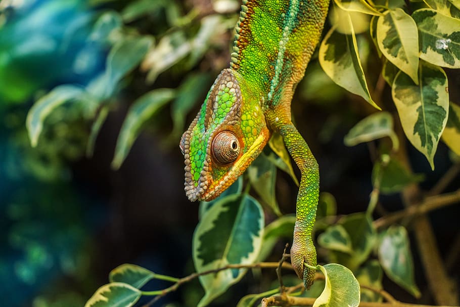 chameleon on leaf plant, párduckaméleon, furcifer pardalis, HD wallpaper
