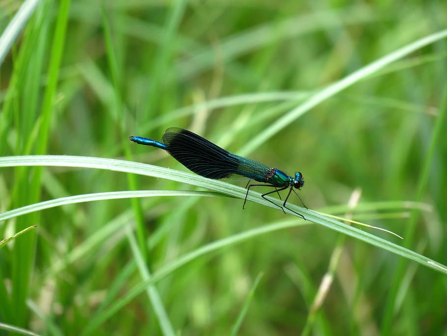 HD wallpaper: nature, summer, water, dragonfly, banded demoiselle, view ...