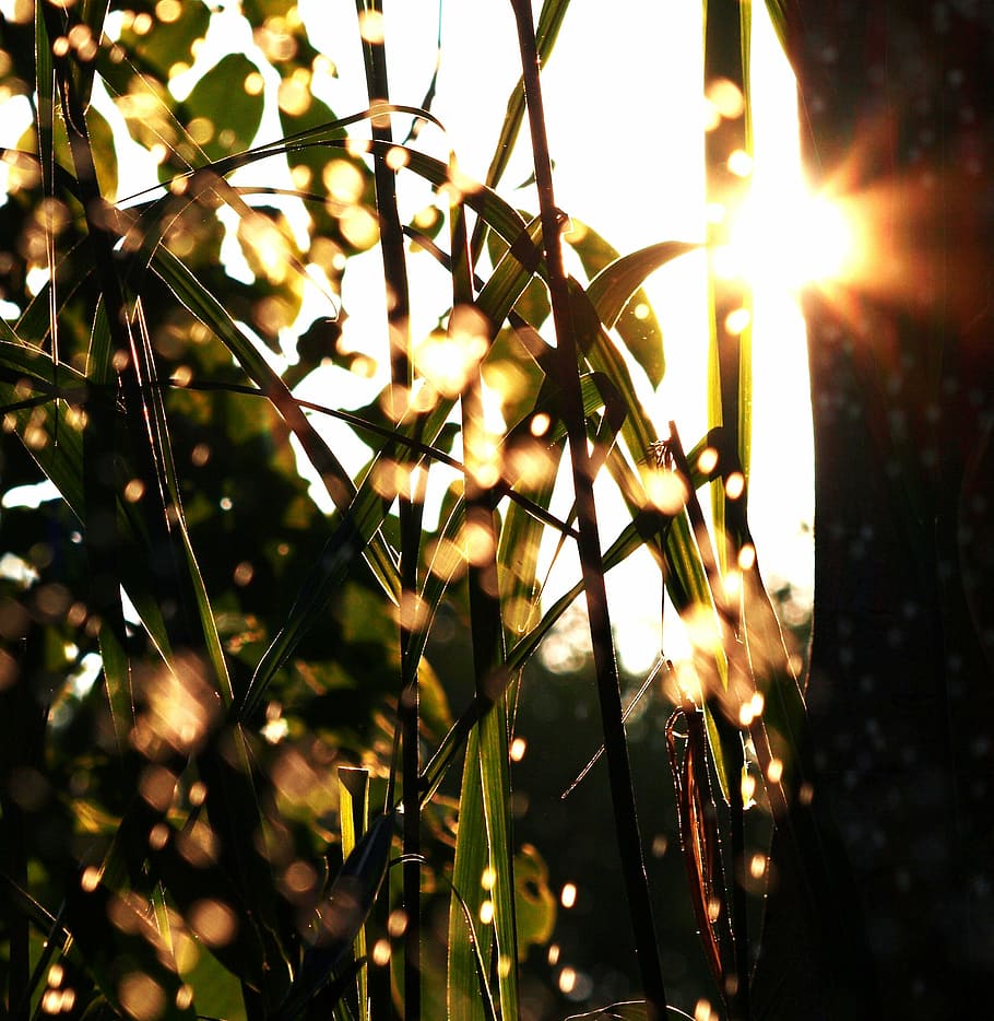 water, drip, grass, macro, nature, plant, sunlight, no people HD wallpaper