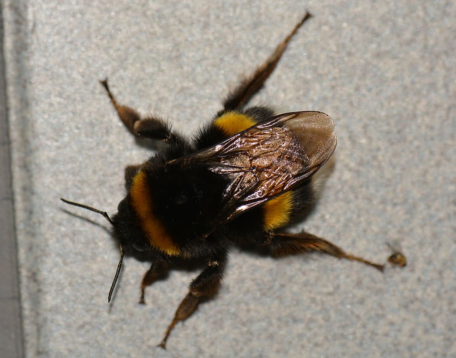 bumblebee, bug, animal, invertebrate, insect, one animal, animal wildlife HD wallpaper