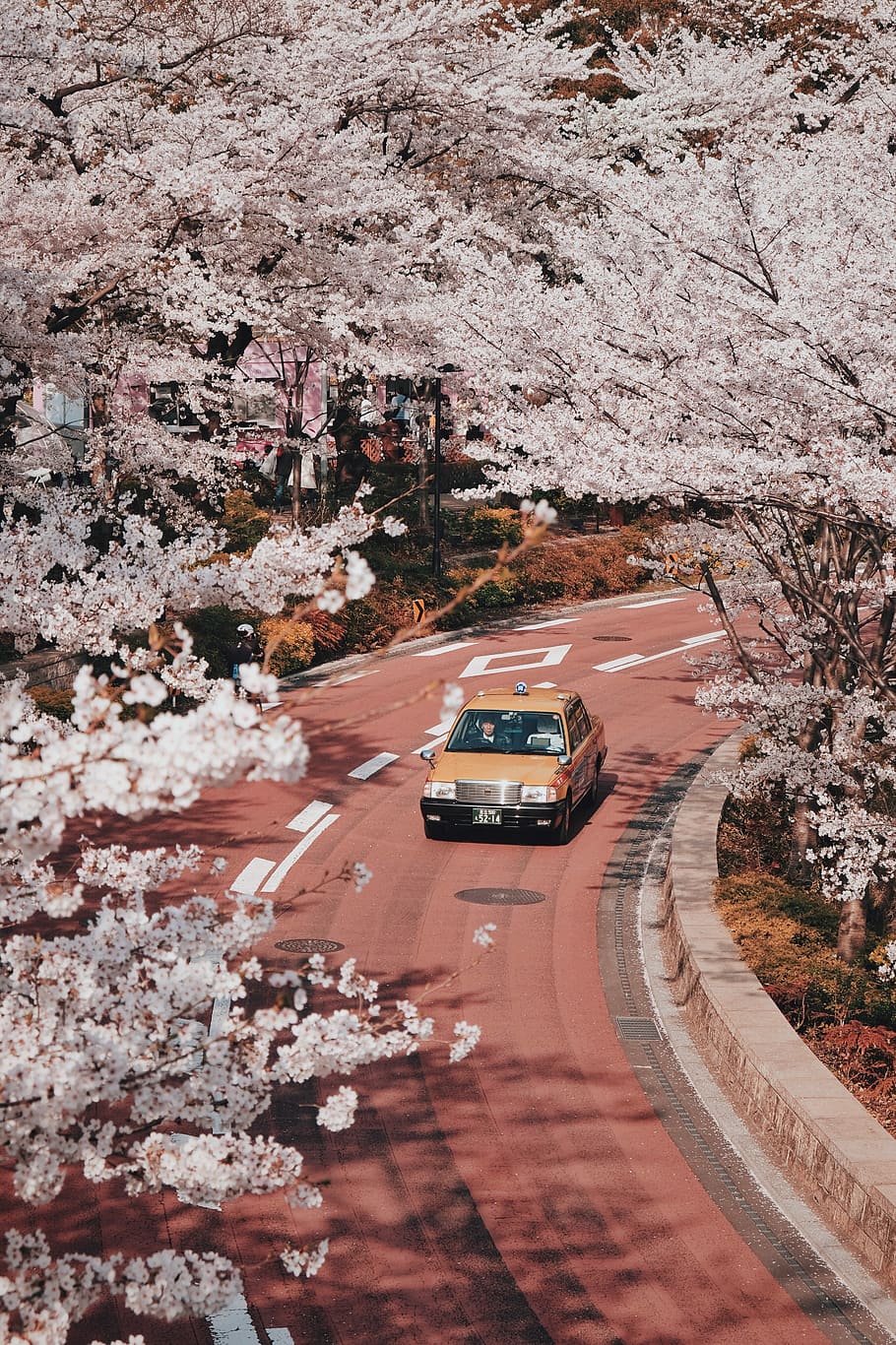 HD wallpaper: car on road beside trees, cherry blossom, sakura, bloom,  branch | Wallpaper Flare