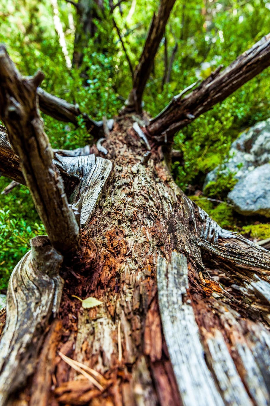 close-up, log, outdoors, tree, tree trunk, wood, wood - material HD wallpaper