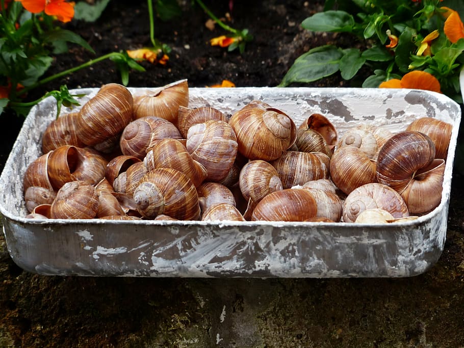 escargots, snails, collection, shells, helix pomatia, land snail HD wallpaper