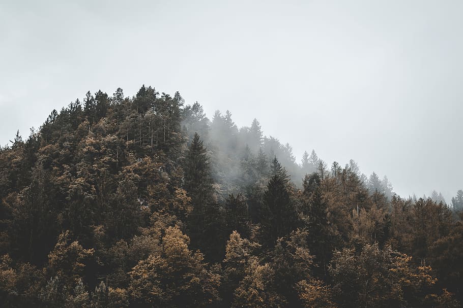 aerial view of forest on mountain, photography of foggy forest HD wallpaper