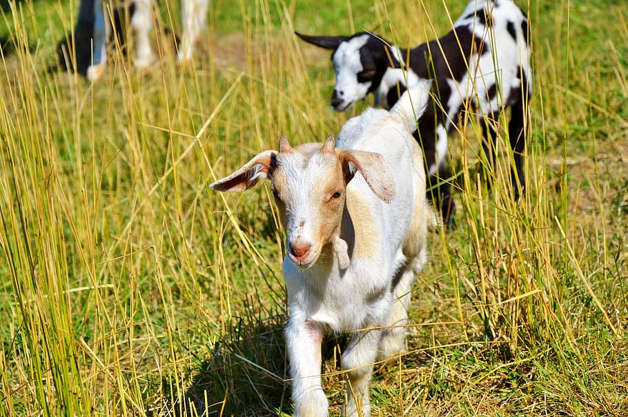 HD wallpaper: Goat, Prima Donna, Geiss, little kids, livestock, animal  husbandry | Wallpaper Flare