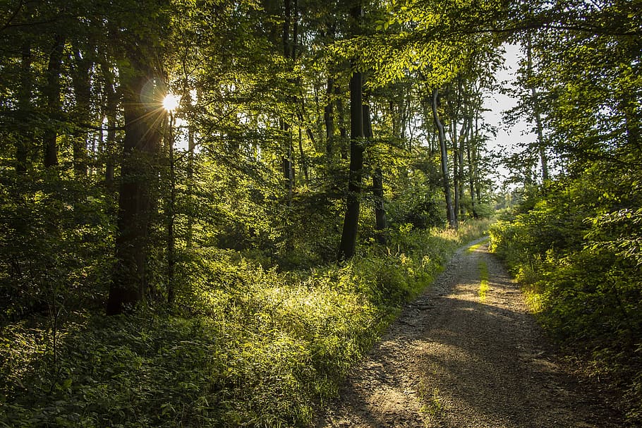 Forest Road, Trees, Nature, Walk, summer, sun, woodland, outdoors HD wallpaper