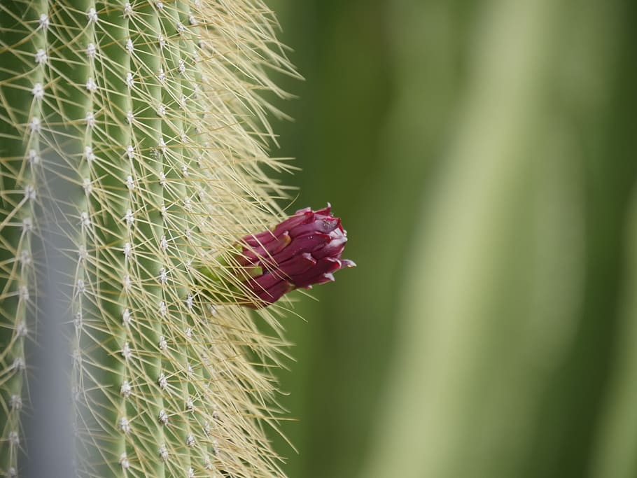 cactus, green, red, plant, growth, green color, close-up, beauty in nature HD wallpaper