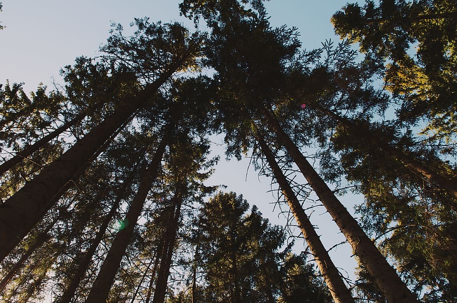 low angle photo of forest trees under blue sky, worm view of high trees during daytime HD wallpaper