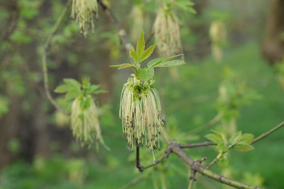 nature, leaf, plant, tree, inflorescence, spring, green, deciduous tree HD wallpaper