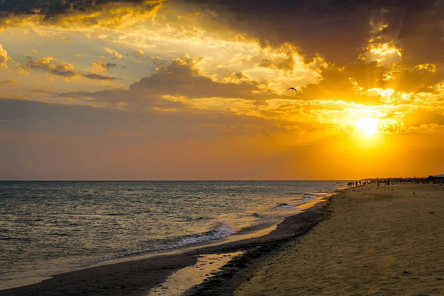 sunset, bird, sea, beach, sand, seascape, coast, gulls, water HD wallpaper