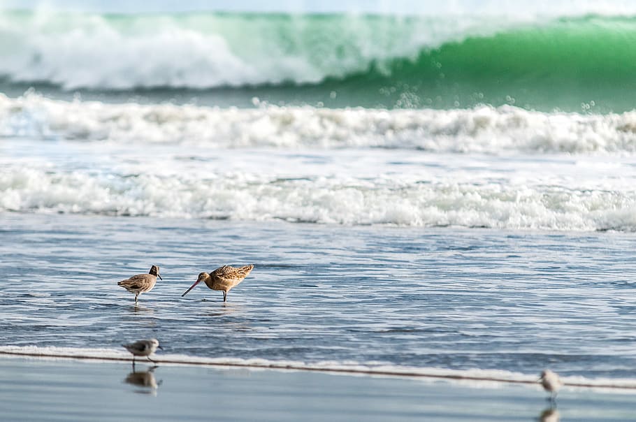 two brown birds standing on body of water during daytime, four birds near body of water during daytime HD wallpaper