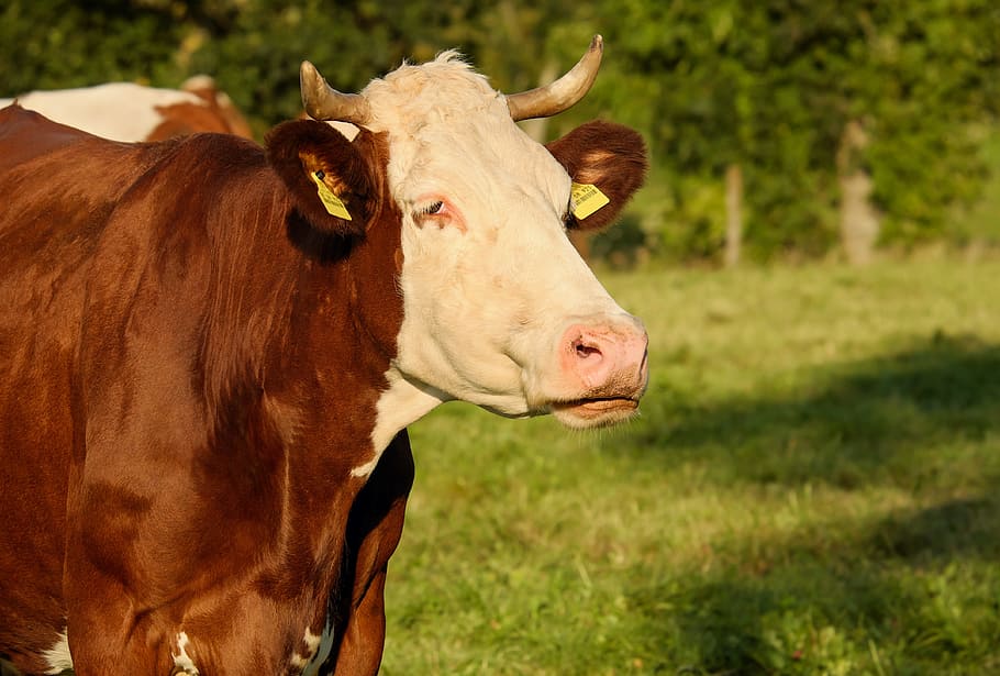 brown and white cow, spotted, fur, shiny, milk cow, ruminant