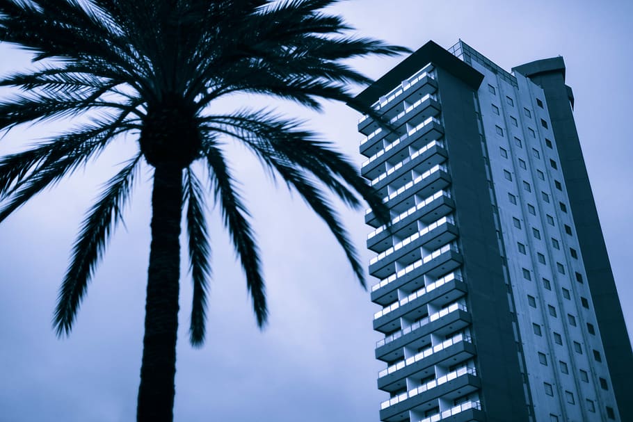 high-angle photography of gray high-rise building, pine tree across the high rise building HD wallpaper