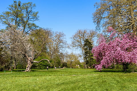 brown, green, and pink trees under clear blue sky, park, landscape HD wallpaper