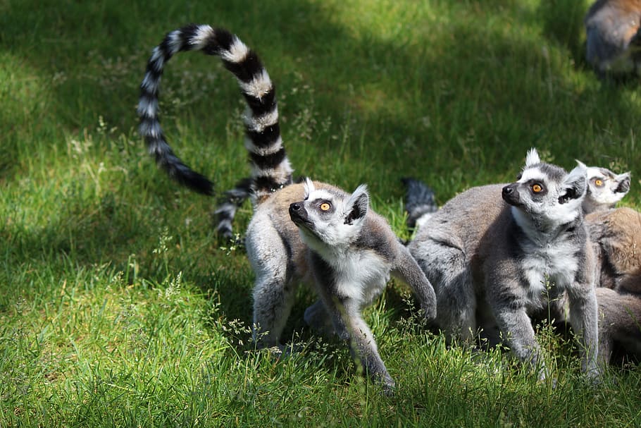 ring tailed lemur, primates, madagascar, species of primate, HD wallpaper