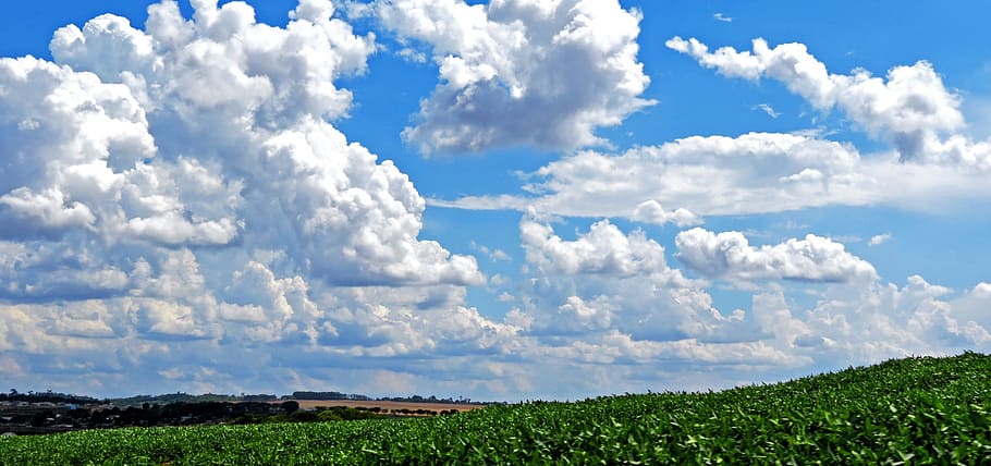 green leafed plants under white and blue sky at daytime photo HD wallpaper