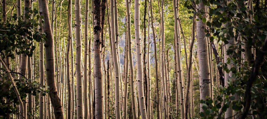 trees, plant, nature, forest, land, growth, beauty in nature HD wallpaper