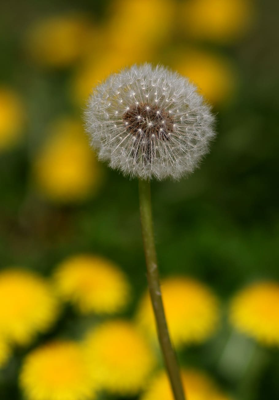 dandelion, down, yellow, flower, plant, spring, nature, flowering plant HD wallpaper