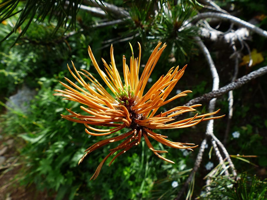 mountain pine, engine, foliation, grow, pinus mugo, needles HD wallpaper