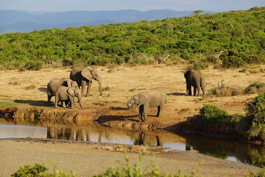 Elephants near river, Water Hole, Africa, Safari, african bush elephant, HD wallpaper